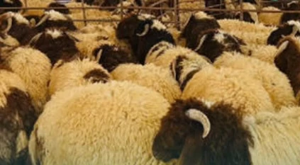 سوريا تنفي وجود انتشار للحمى القلاعية وتؤكد استمرار تصدير المواشي