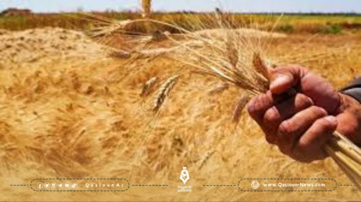 تفاوت بالأسعار وتنافس على شراء محصول القمح شمال سوريا