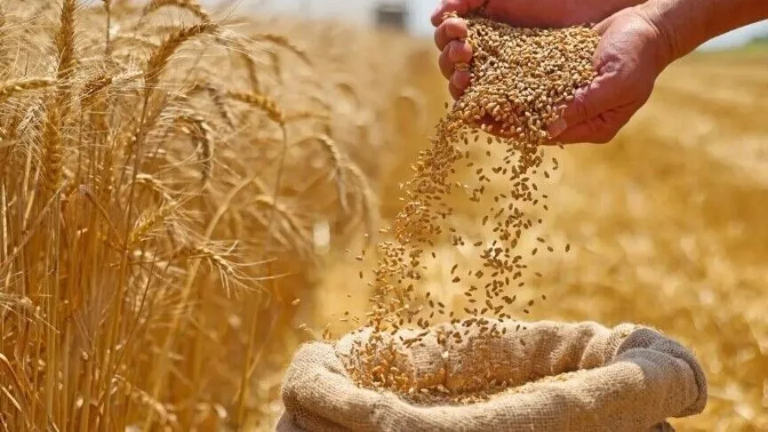 سوريا تعلن تحقيق الاكتفاء الذاتي من القمح لأول مرة منذ سنوات