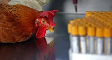 الأرجنتين تستأنف تصدير الدواجن بعد تعليقه مؤقتاً بسبب إنفلونزا الطيور